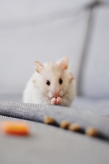 The Dangers of Ignoring a Mice Infestation in Your Home